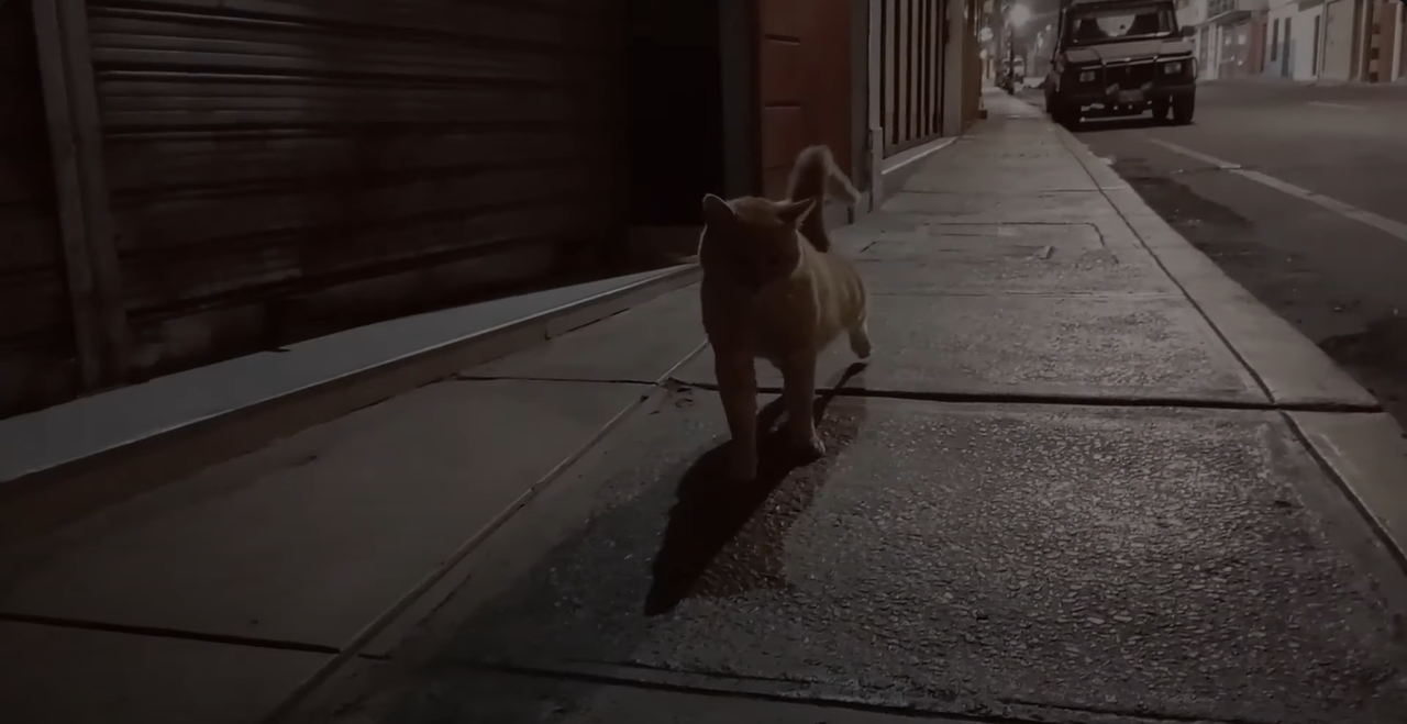 Gato
